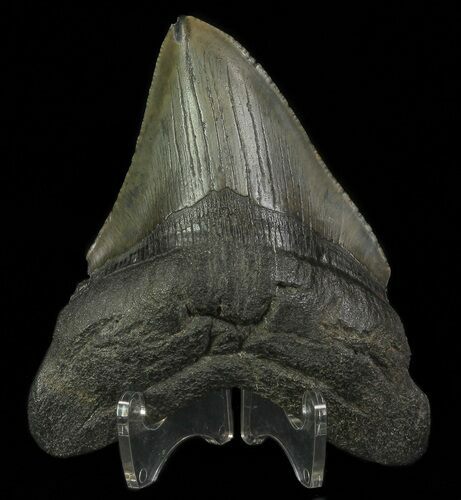 Bargain, Fossil Megalodon Tooth - South Carolina #69256